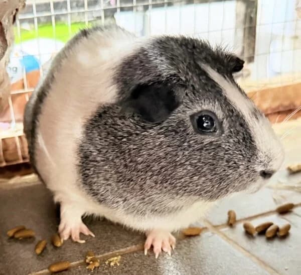 Justin, male young Mixed Breed for adoption at Animals In Need Northants