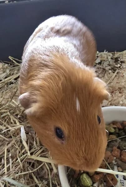Kevin, male 3yo Mixed Breed for adoption at Animals In Need Northants