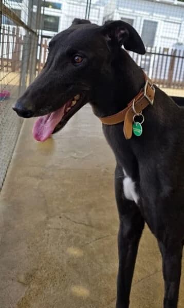Lemmy, male young Greyhound for adoption at Animals In Need Northants