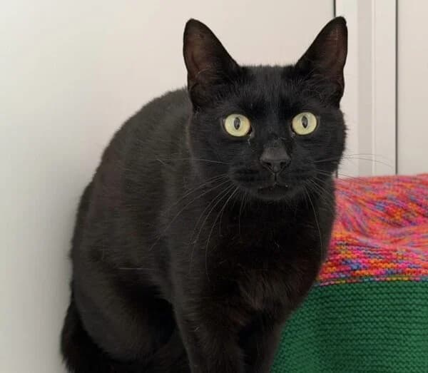 Leo, male 6yo Mixed Breed Cat for adoption at Animals In Need Northants