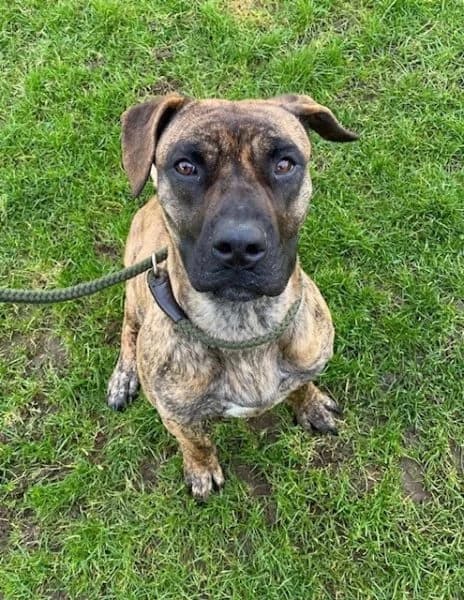 Lulu, 5yo mixed breed for adoption at Animals In Need Northants