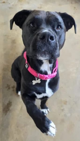 Luna, female young Mastiff for adoption at Animals In Need Northants