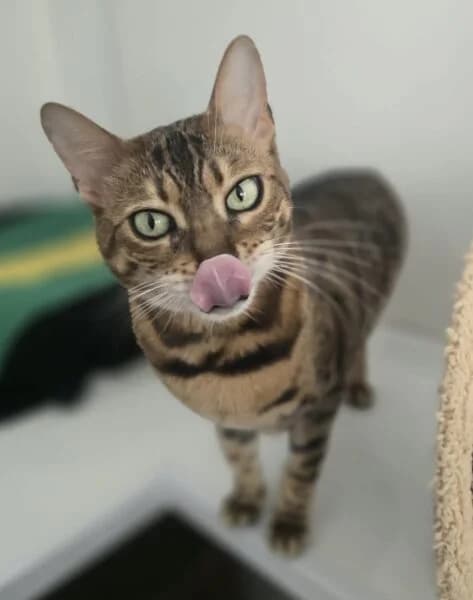 Luna, female senior Bengal for adoption at Animals In Need Northants