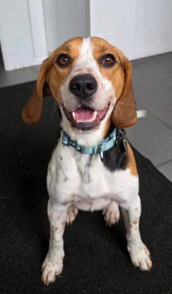 Mac, male young Beagle for adoption at Animals In Need Northants
