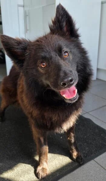 Magic, male 3yo Pomsky for adoption at Animals In Need Northants