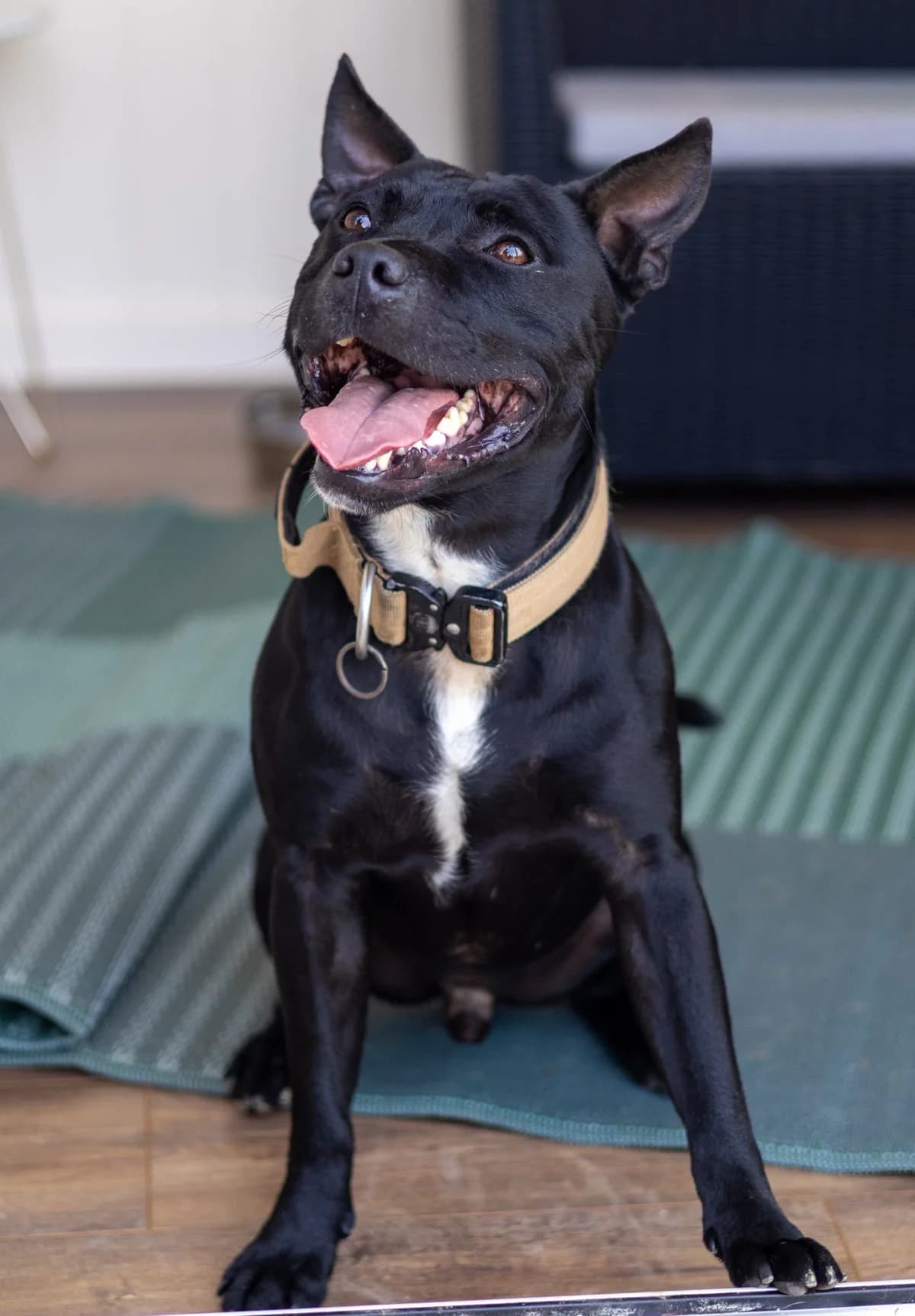Marley, male 4yo mixed breed for adoption at Animals In Need Northants