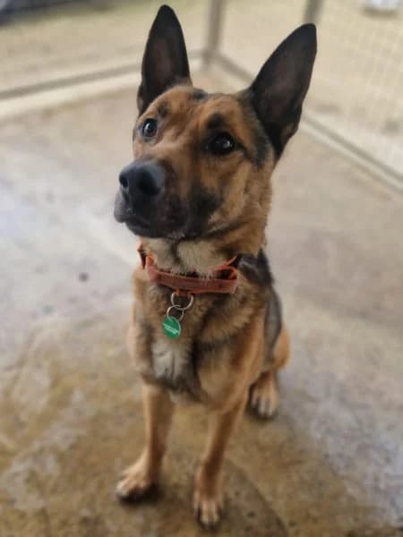 Max, 7yo mixed breed for adoption at Animals In Need Northants