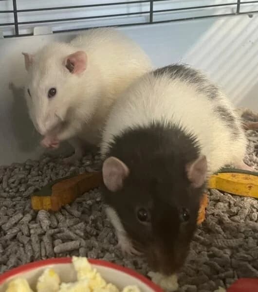 Max & Buddy, male young mixed breed for adoption at Animals In Need Northants
