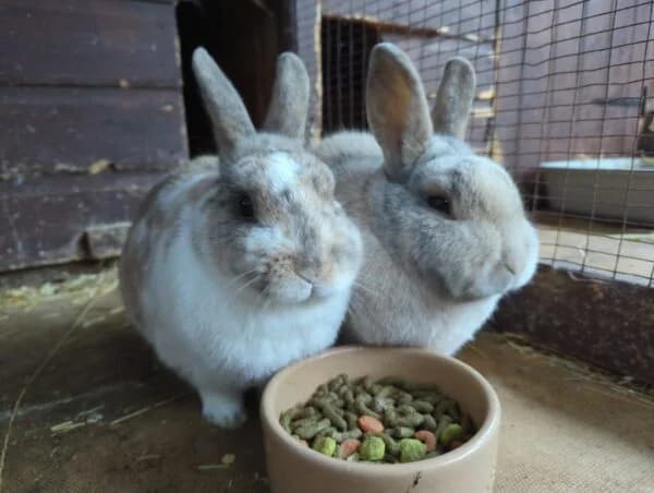Max & Milo, male 5yo Mixed Breed for adoption at Animals In Need Northants