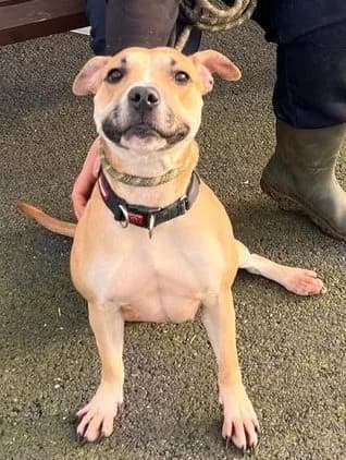Maxi, female young mixed breed for adoption at Animals In Need Northants