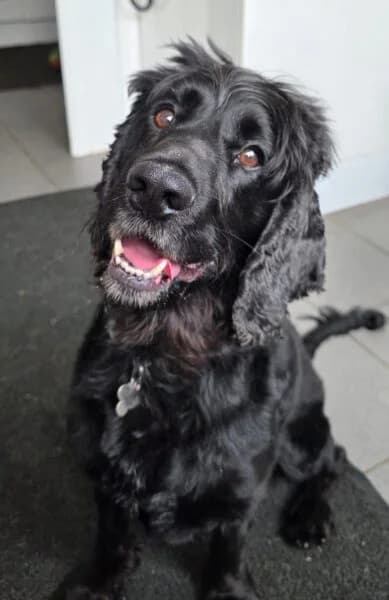 Mickey, male 3yo Cocker Spaniel for adoption at Animals In Need Northants