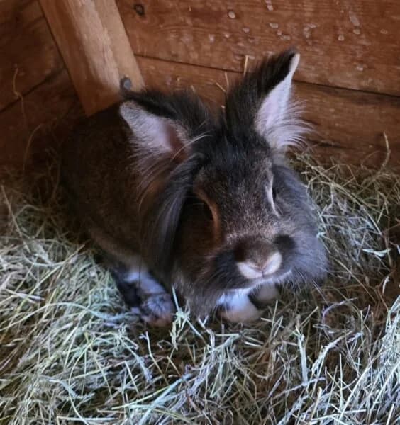 Mimi & Storm, 3yo Mixed Breed for adoption at Animals In Need Northants