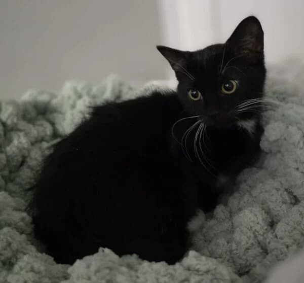Mocha, Brownie & Vienna, puppy Mixed Breed Cat for adoption at Animals In Need Northants