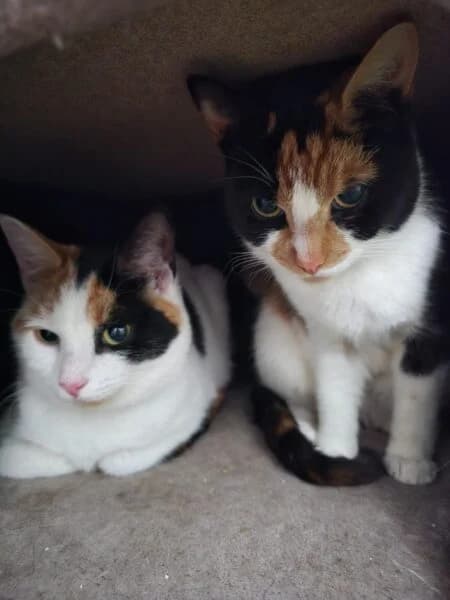 Mochi & Matcha, female young mixed breed for adoption at Animals In Need Northants