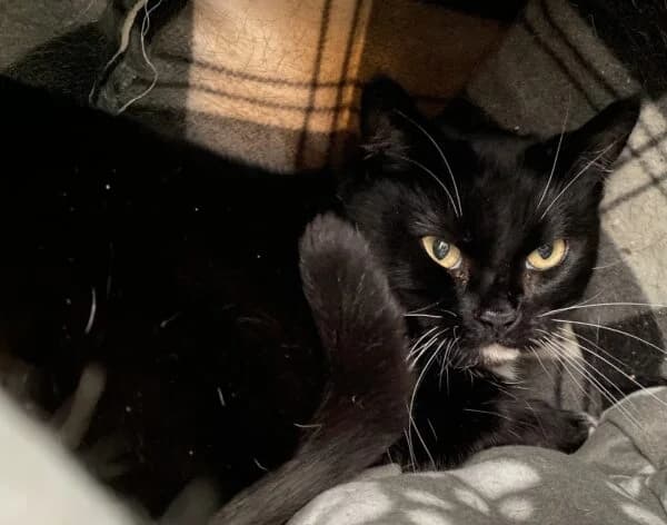 Molly, female senior Mixed Breed Cat for adoption at Animals In Need Northants