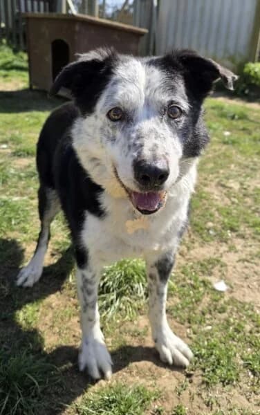 Morse, male senior Collie for adoption at Animals In Need Northants