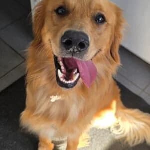Murphy, male young mixed breed for adoption at Animals In Need Northants