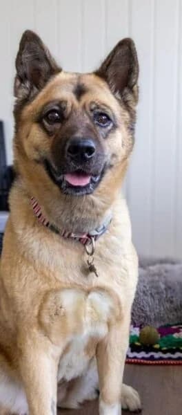 Nala, female 4yo mixed breed for adoption at Animals In Need Northants