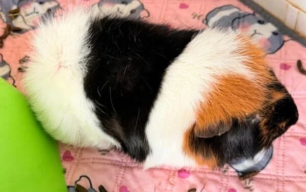 Norman, male young Mixed Breed for adoption at Animals In Need Northants