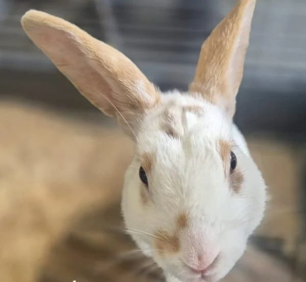 Nugget, male Mixed Breed for adoption at Animals In Need Northants