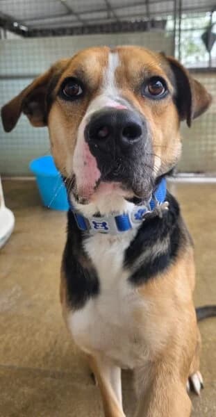 Ollie, male young mixed breed for adoption at Animals In Need Northants