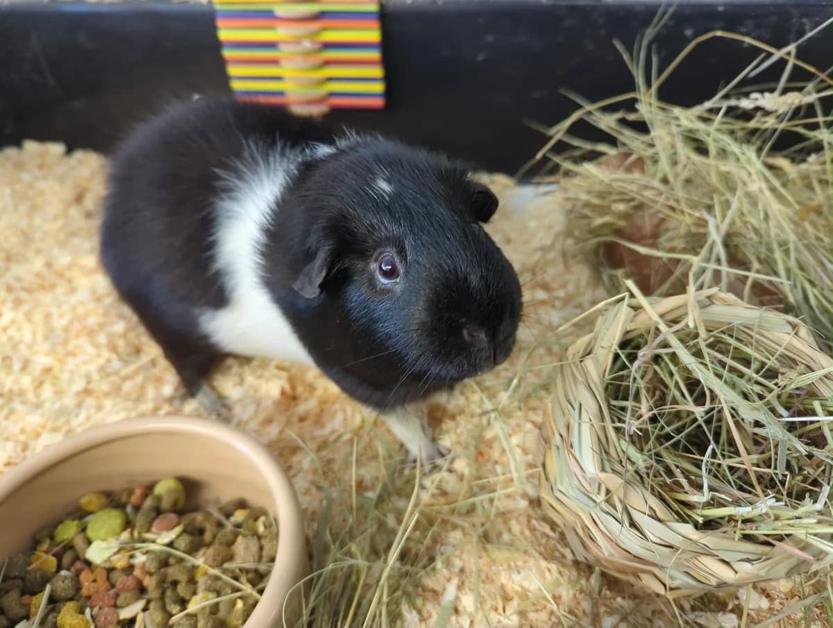 Oreo, male young Mixed Breed for adoption at Animals In Need Northants