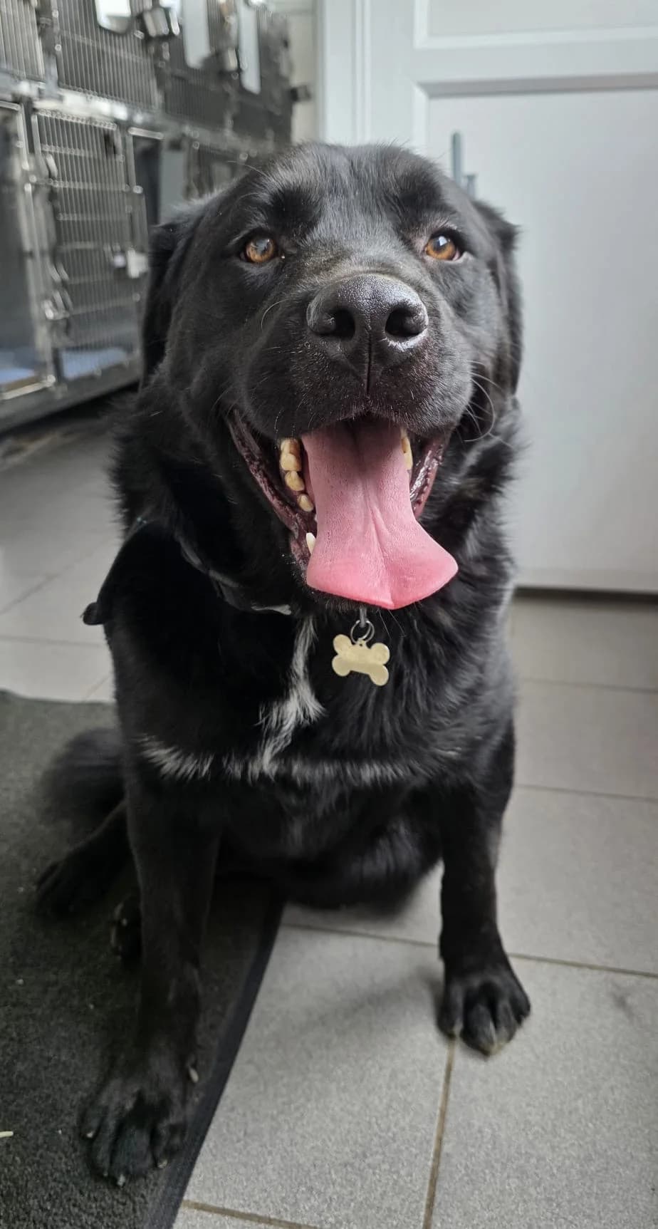 Oreo, male young mixed breed for adoption at Animals In Need Northants