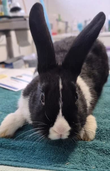 Coco & Alvin, male mixed breed for adoption at Animals In Need Northants