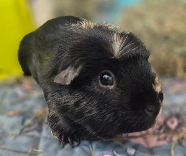 Pecan, male young Mixed Breed for adoption at Animals In Need Northants