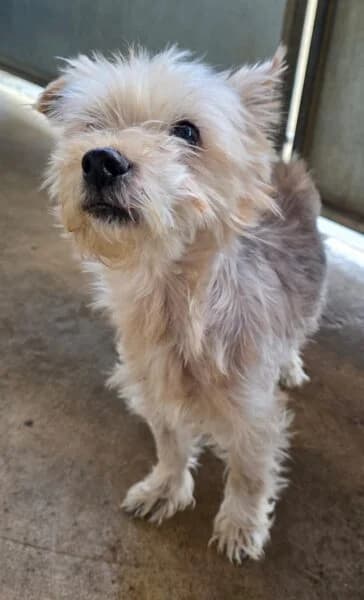 Penny, female 5yo Yorkshire Terrier for adoption at Animals In Need Northants