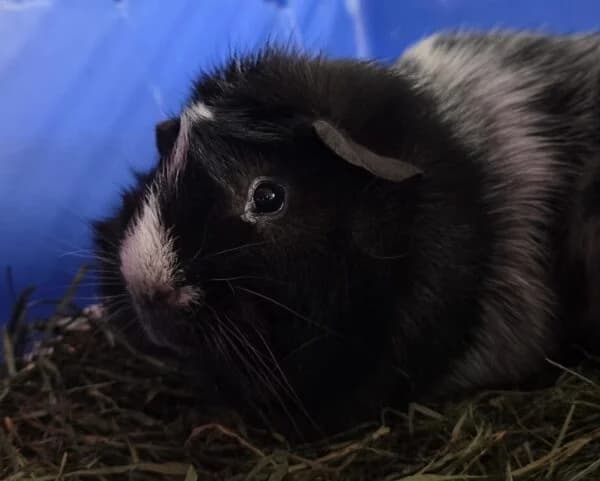 Pepper & Pumpkin, male young Mixed Breed for adoption at Animals In Need Northants