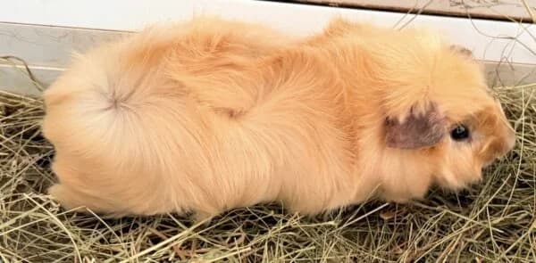 Percy, male young Mixed Breed for adoption at Animals In Need Northants