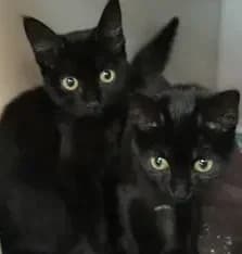 Peter & Parker, male puppy Mixed Breed Cat for adoption at Animals In Need Northants