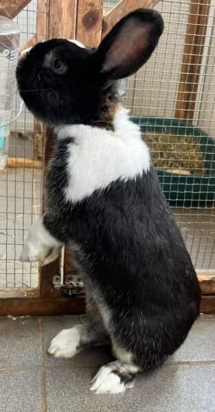 Pickle, male 3yo Mixed Breed for adoption at Animals In Need Northants