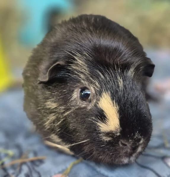 Pistachio, male young Mixed Breed for adoption at Animals In Need Northants