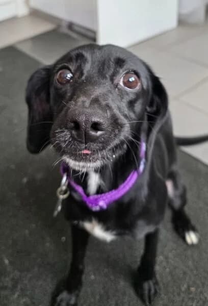 Poppet, female young Mixed Breed for adoption at Animals In Need Northants