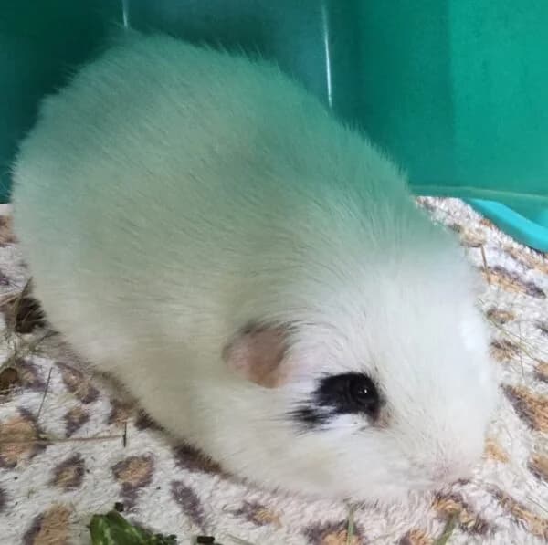 Pumpkin, Patch & Toffee, male young Mixed Breed for adoption at Animals In Need Northants