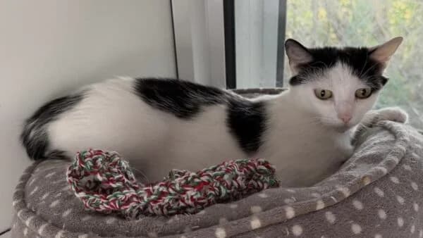 Raine, Sky, Storm & Sunny, young Mixed Breed Cat for adoption at Animals In Need Northants