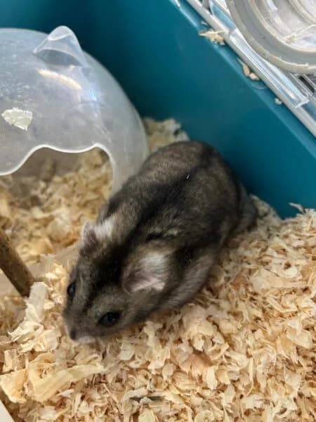 Raven, female young mixed breed for adoption at Animals In Need Northants