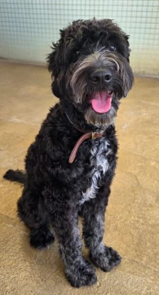 Remmy, male puppy Cockapoo for adoption at Animals In Need Northants
