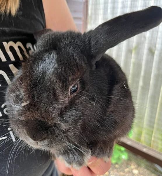Rocky, Mixed Breed for adoption at Animals In Need Northants