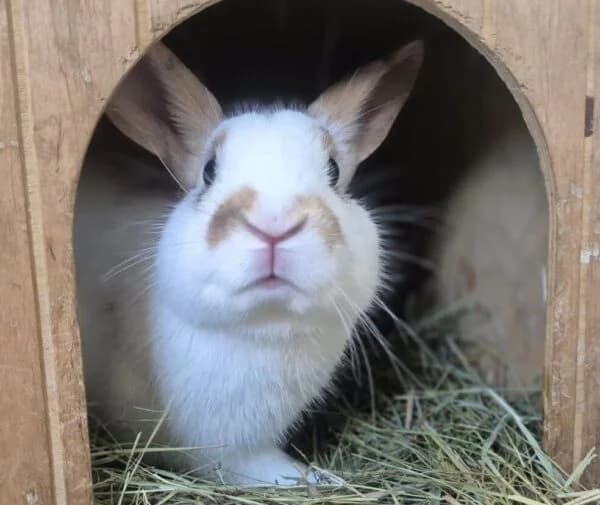 Ronnie, male Mixed Breed for adoption at Animals In Need Northants