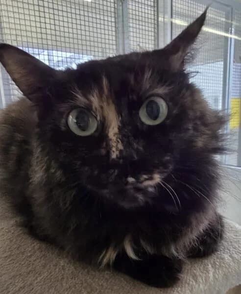 Rose, female 7yo mixed breed for adoption at Animals In Need Northants