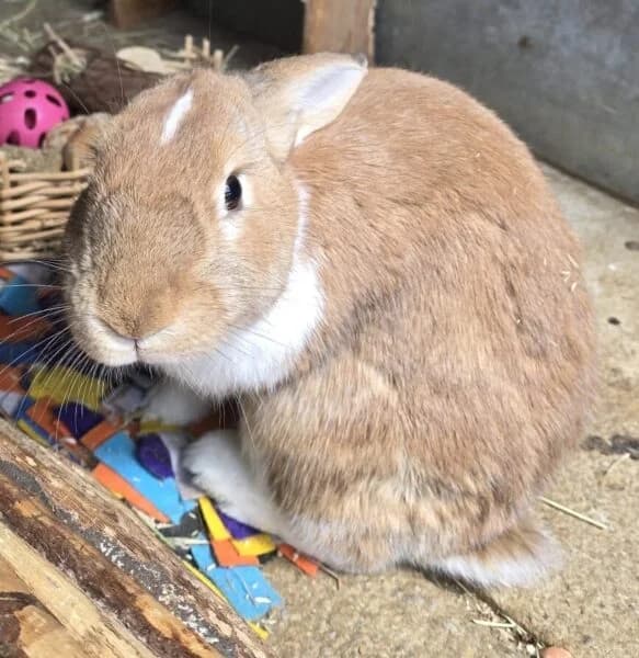 Rose & Pete, young Mixed Breed for adoption at Animals In Need Northants
