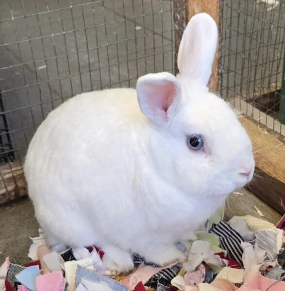 Rosie, female 4yo Mixed Breed for adoption at Animals In Need Northants