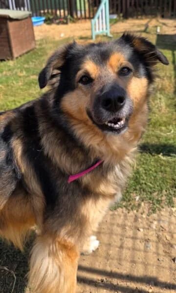 Roxy, female 7yo mixed breed for adoption at Animals In Need Northants