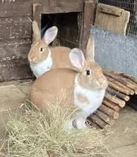 Ruby & Peach, mixed breed for adoption at Animals In Need Northants