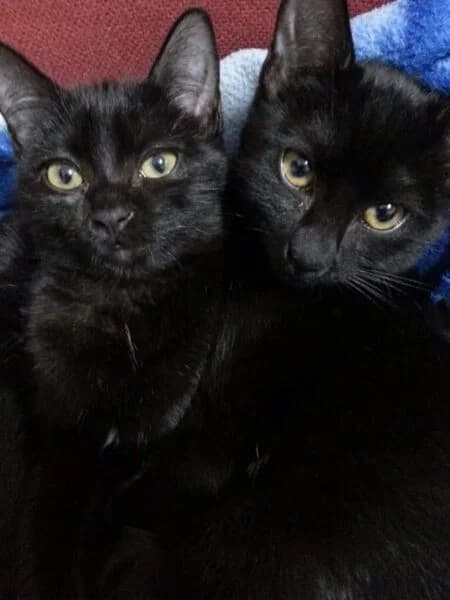 Sammy & Marty, puppy Mixed Breed Cat for adoption at Animals In Need Northants