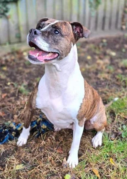 Sandy, female senior Mixed Breed for adoption at Animals In Need Northants