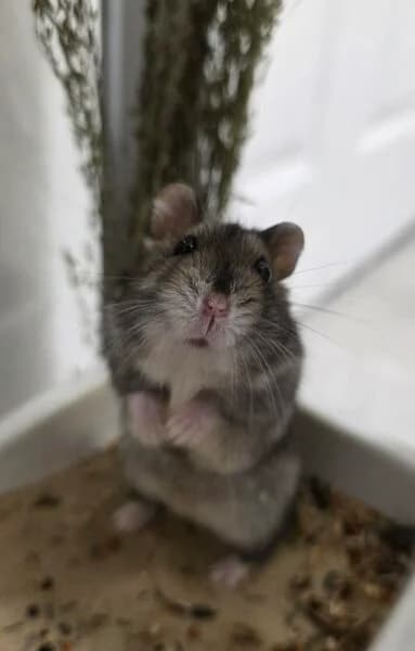 Shadow, male mixed breed for adoption at Animals In Need Northants